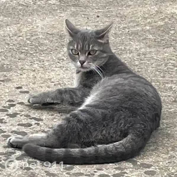 Chatte tigrée bleue perdue à Sarcelles - photo
