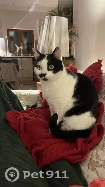Chat perdu : Pepino noir et blanc, Peynier - photo