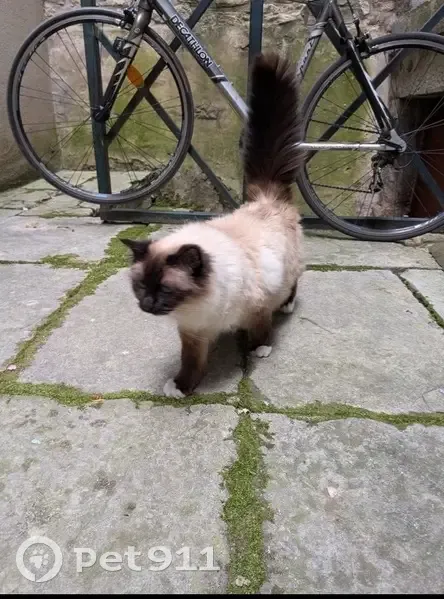 Chatte trouvée, collier rose/violet, Besançon - photo