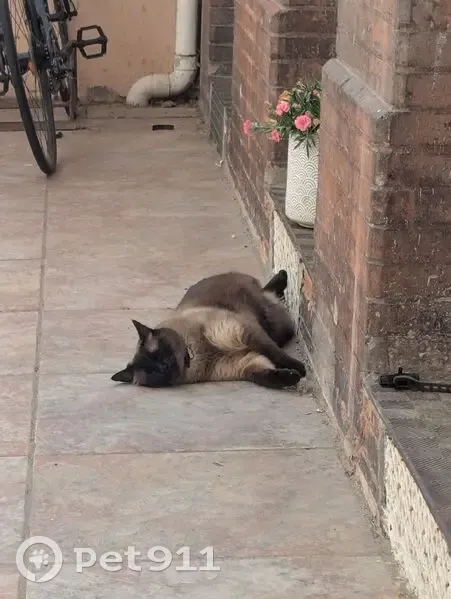 Chat siamois perdu à Toulouse - photo