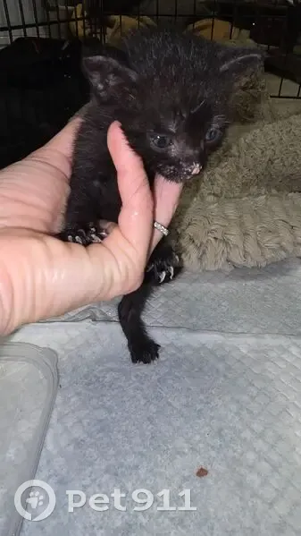 Chaton mâle noir trouvé à Meyrals - photo