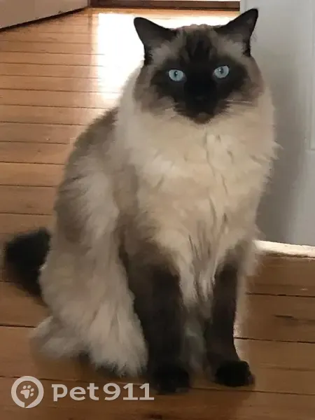 Chat Ragdoll 7 ans perdu à Strasbourg - photo