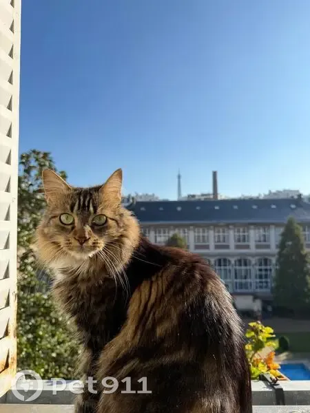 Chat européen perdu à Paris, Rue de la Pompe - photo