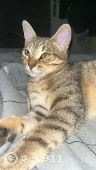 Perdue: Chatte tigrée peureuse à Grigny - photo