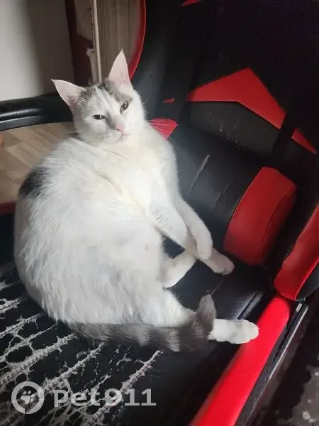 Chat perdu : gros blanc tâches grises - photo