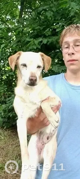 Chien épuisé trouvé à Auberchicourt - photo