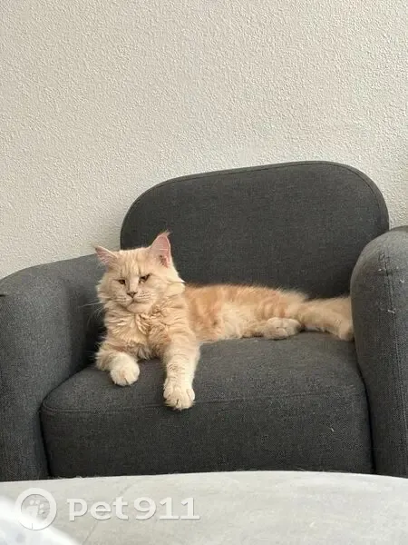 Maine Coon crème perdue à Nîmes - photo