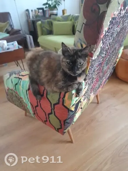 Chat écaille perdu, 15 ans, Bègles - photo