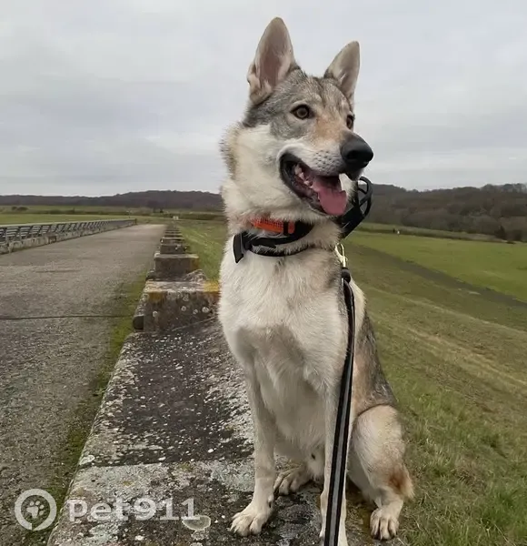 Chien loup tchèque perdu à Breistroff - photo