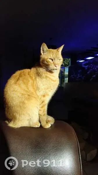 Chat roux tacheté perdu à Domont - photo
