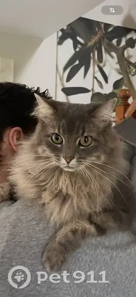 Chat gris perdu à Vitré, très peureux - photo