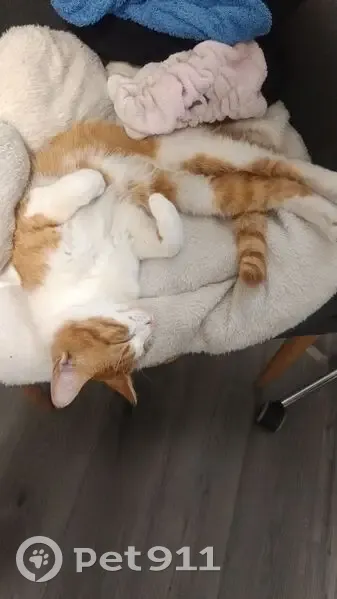 Chat roux perdu, câlin et nocturne à Sevran - photo