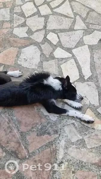 Chienne perdue : Vicky, Border Collie 6 mois - photo