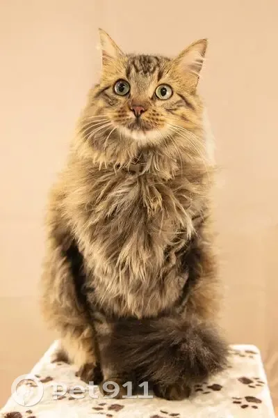 Chat perdu à Herbignac : Tatchi, 2 ans - photo