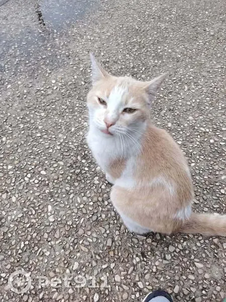 Chat perdu à Lens, Place Jean Jaurès - photo