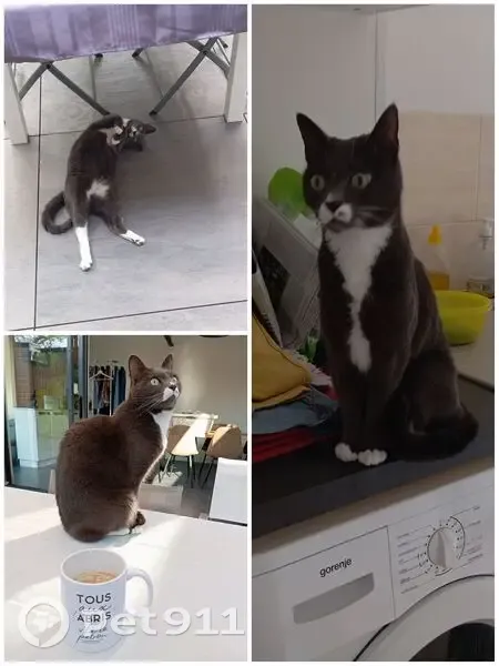 Chat Grisou perdu, gris, pattes blanches - photo