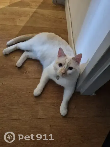 Chatte blanche tachetée perdue à Montpellier - photo