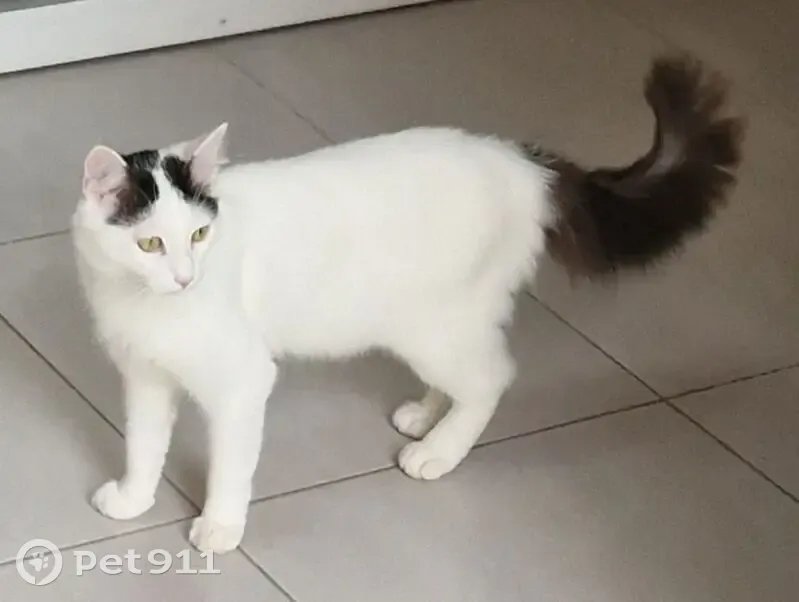 Chat perdu : Crapule, blanc et noir, Amiens - photo