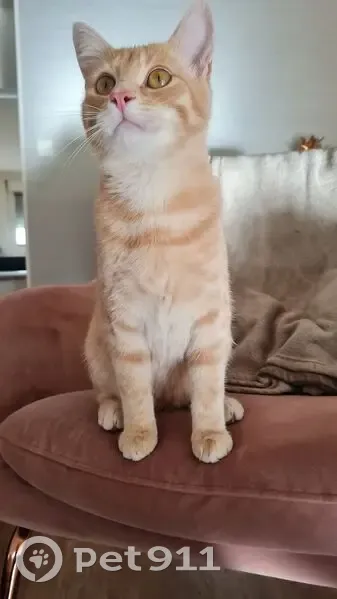 Chat roux Zack 10 mois perdu Triolo - photo