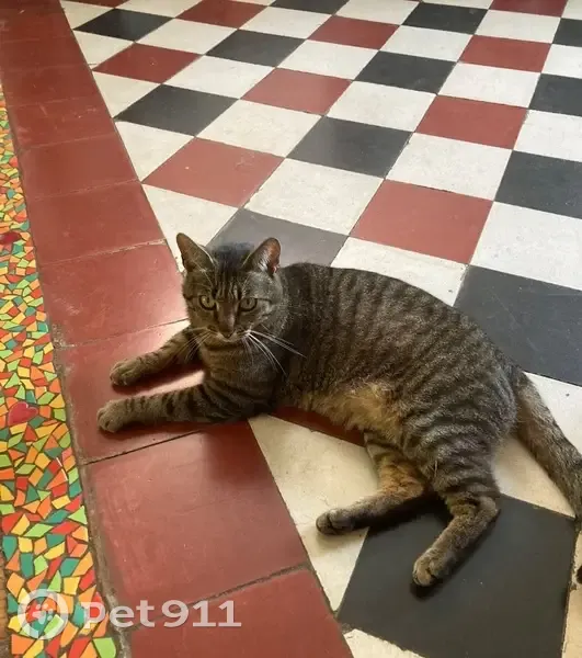 Chat perdue Svelte, griffée, Rue Bussière - photo