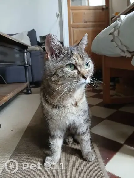 Chatte tigrée trouvée, cherche nouvelle famille - photo