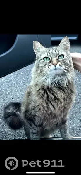 Chatte tigrée perdue à Héric - photo