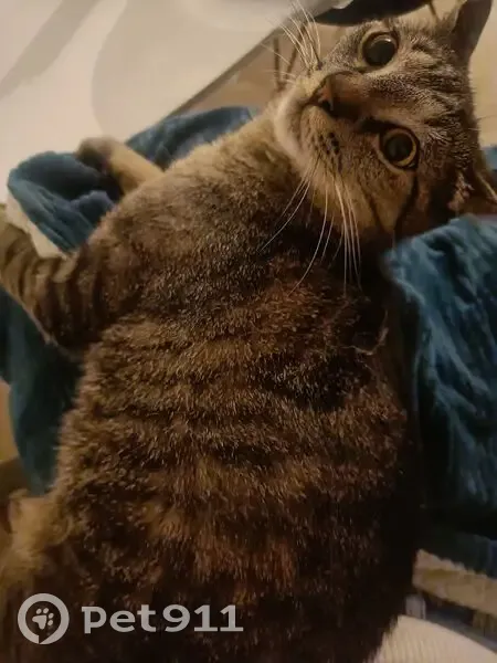 Chat tigré perdu à Plourivo - photo