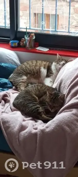 Perdue : Chatte européenne Mimi, yeux verts - photo