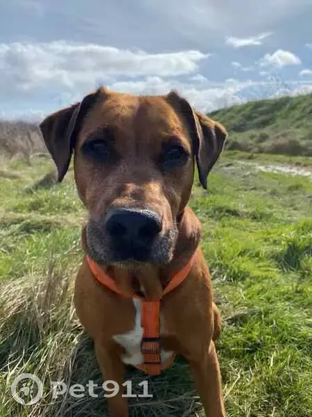 Chien perdu Ciré-d'Aunis, harnais orange - photo