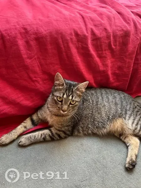Chatte perdue près de Graslin, Nantes - photo