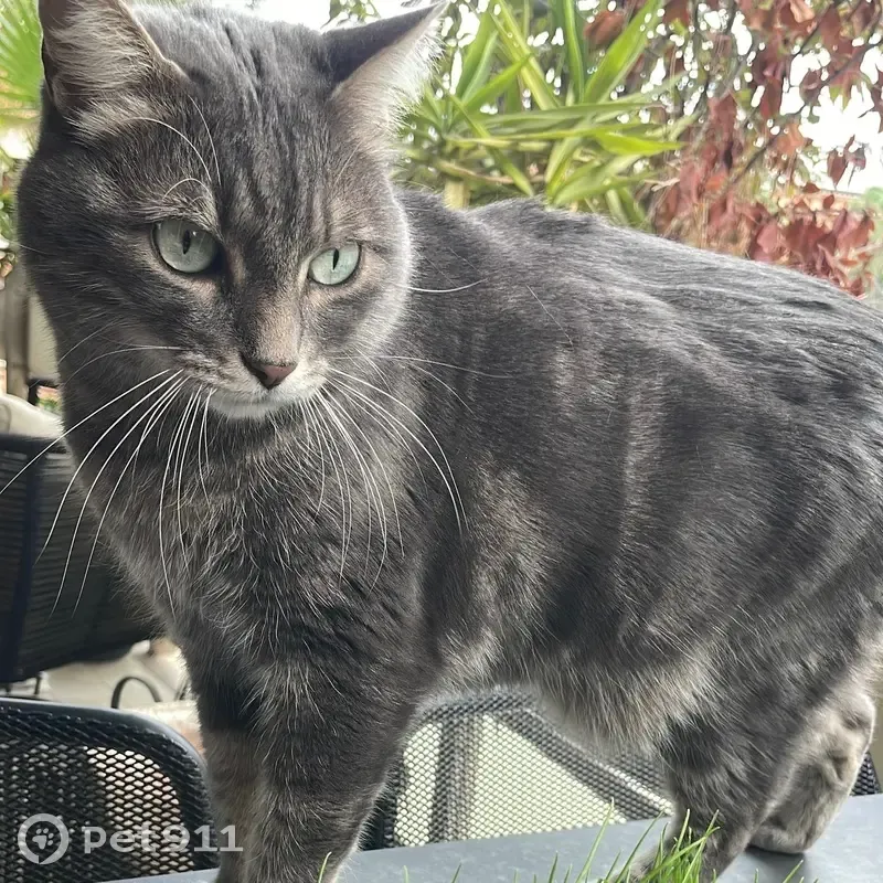 Chat perdu : Punchy, mâle castré craintif - photo