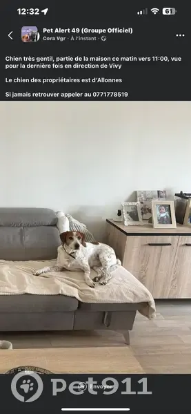 Chien perdu à Allonnes, blanc et marron - photo