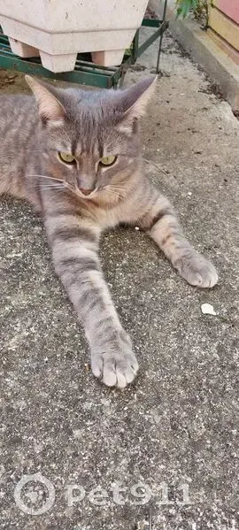 Chat perdu : mâle gris tigré à Yerres - photo