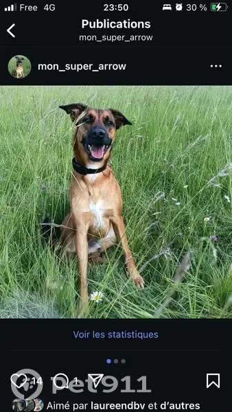 Chien perdu: Arrow, croisé Malinois 4 ans - photo
