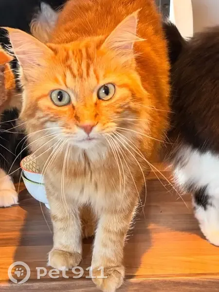 Chat roux perdu, sociable, peur des orages - photo