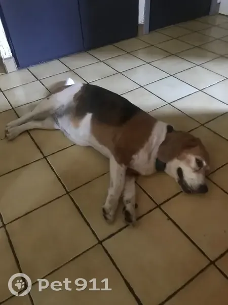 Chien assoiffé trouvé à notre porte - photo