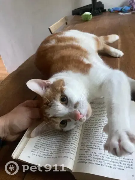 Chat perdu roux et blanc, taches museau - photo