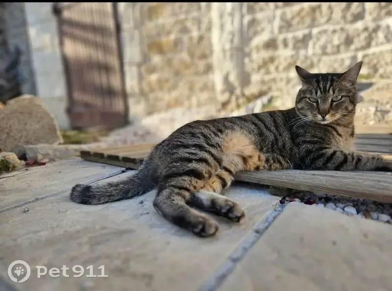 Chat tigré perdu, blessé oreille gauche - photo