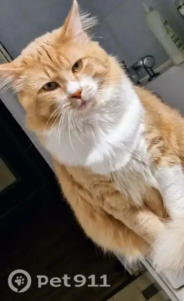Chat d'intérieur perdu à Étampes - photo