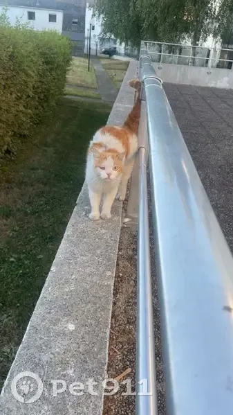 Chat trouvé mal en point à Saint-Herblain - photo