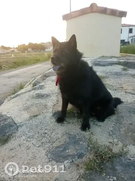 Chien perdu, langue bleue, Montpellier - photo
