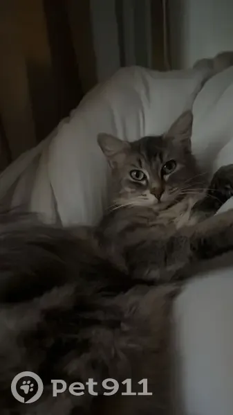 Chatte perdue, poils longs, dent cassée - photo