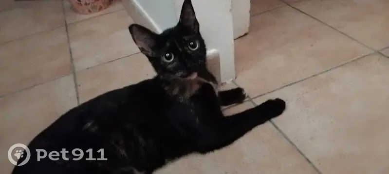 Chatte écailles trouvée à Aix-en-Provence - photo