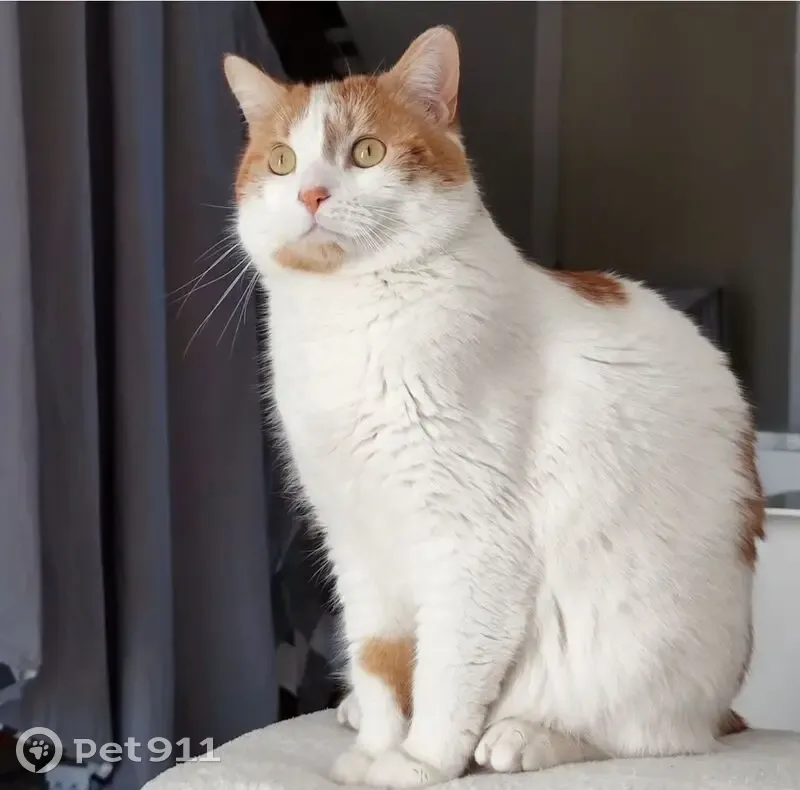 Chat perdu: blanc, taches rousses, craintif - photo