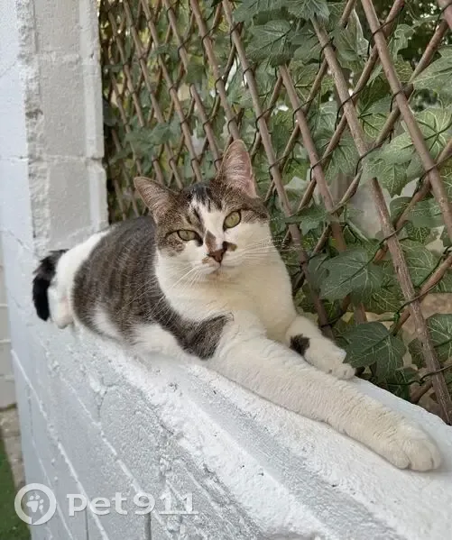 Chat perdu : Tommy, tigré gris et blanc - photo