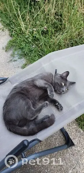 Chat perdu : Remus, collier gris à strass - photo