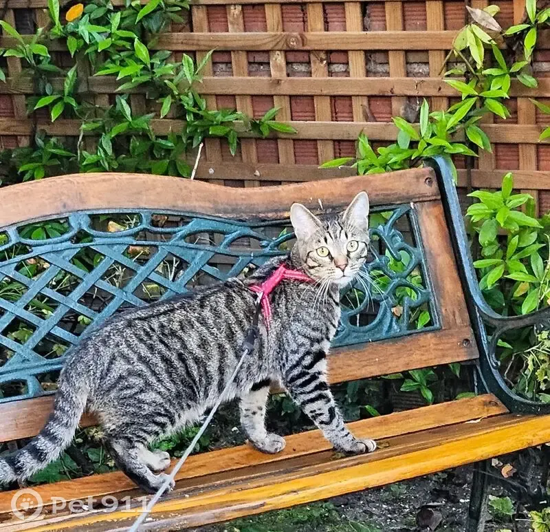 Chat tigré perdu au Petit Clamart - photo