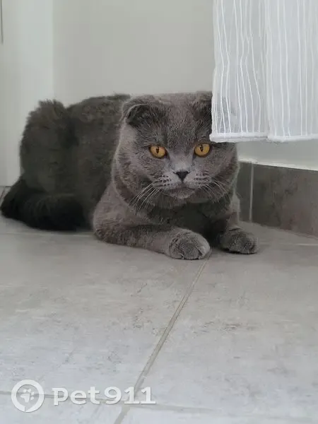 Chat gris perdu à Bischwiller - photo