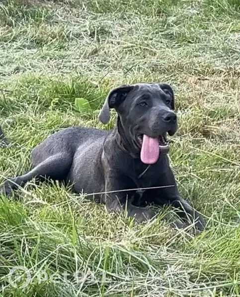 Chien perdue grise collier brun à La Vôge - photo