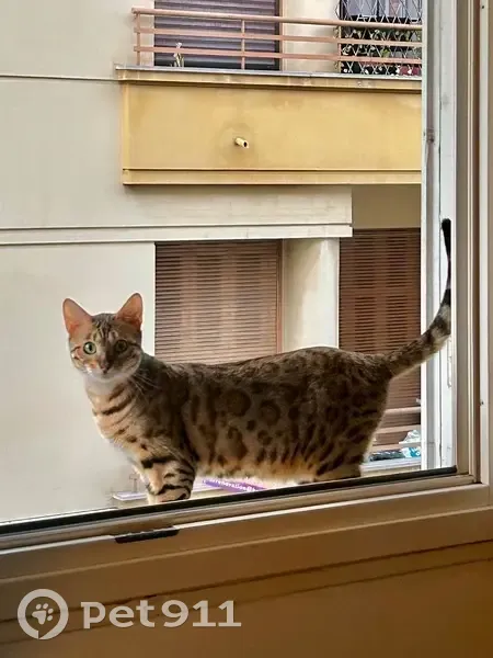 Chatte perdue, pelage léopard, Nice - photo